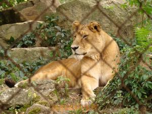 Lion