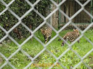 Serval