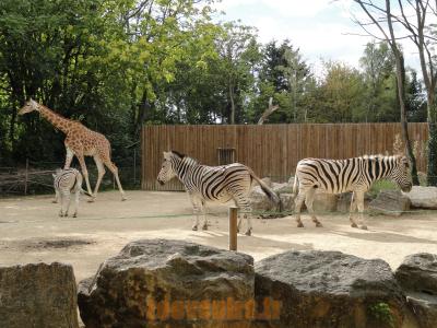 Plaine africaine - 2010