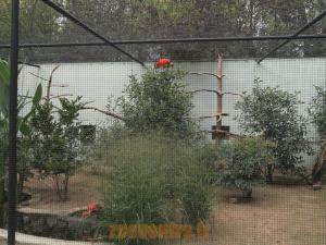 Ibis rouge
