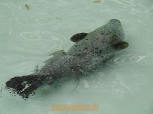 Phoque Veau marin 
