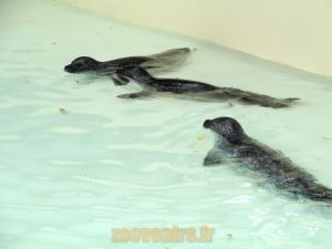 Phoque Veau marin 