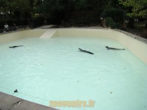 Phoque Veau marin