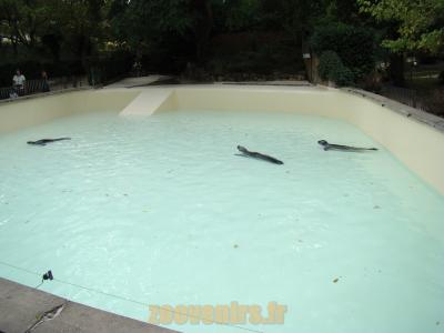 Phoque Veau marin - 2010