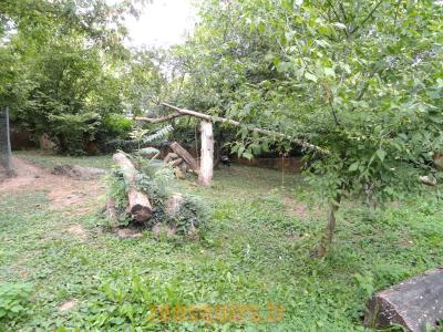 Calao terrestre - 2010