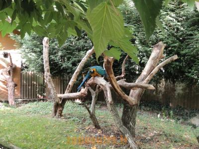 Ara ararauna - Ara chloroptère - 2010