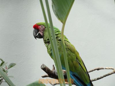 Ara militaire - 2010