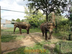 Éléphant d'Asie  