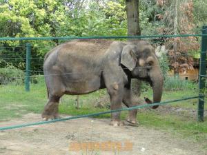 Éléphant d'Asie  