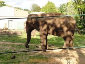 Éléphant d'Asie  