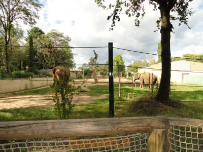 Éléphant d'Asie - 2010