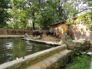 Hippopotame amphibie