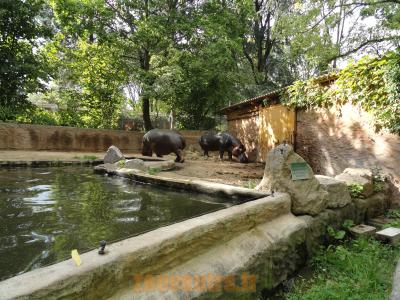 Hippopotame amphibie - 2010