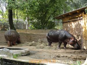 Hippopotame amphibie