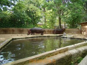 Hippopotame amphibie