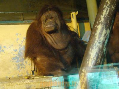 Orang-Outang - 2010