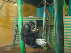 Chimpanzé