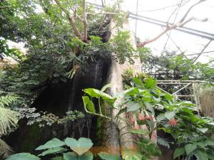 Serre tropicale