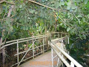 Serre tropicale