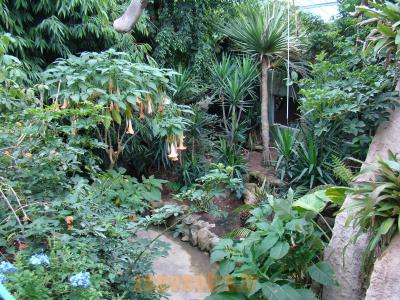 Serre tropicale - 2010