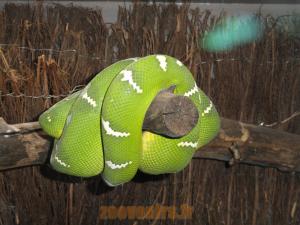 Boa canin vert