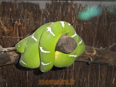 Boa canin vert - 2010