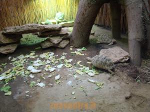 Tortues 
