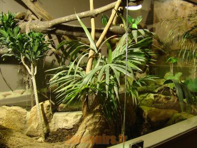 Terrarium - 2010