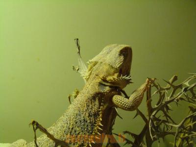 Agame barbu - 2010