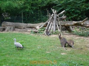 Wallaby - Oie céréopse