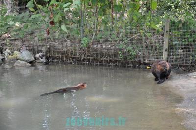 Castor du Canada - 2011