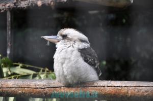 Kookaburra