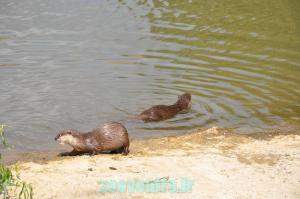 Loutre d'Asie