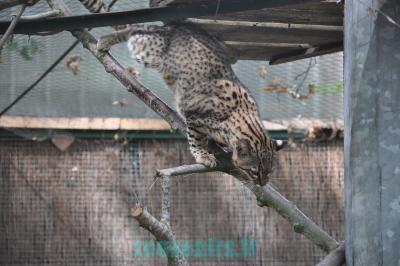Chat de Geoffroy - 2011