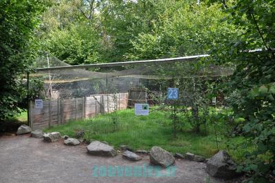 Faisan prélat - 2011