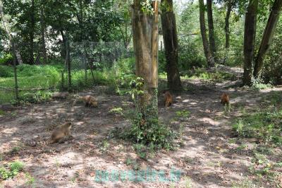 Coati roux - Pécari à collier - 2011