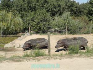 Hippopotame amphibie