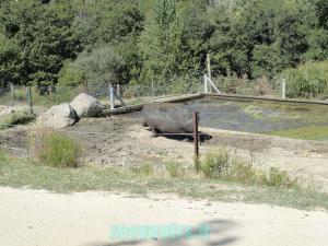 Hippopotame amphibie 