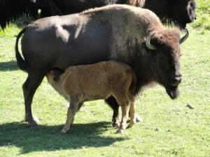Bison d'Amérique 