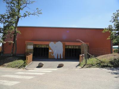 Eléphant d'Afrique - 2011