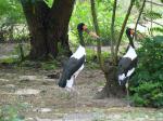 Découvrez le Parc des Oiseaux de Villars les Dombes