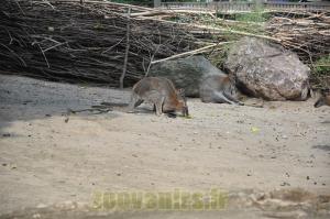 Wallaby de Bennett