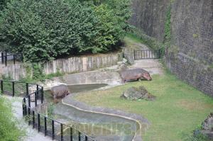 Hippopotame amphibie