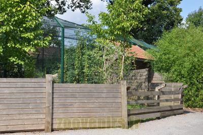 Panthère du Sri Lanka