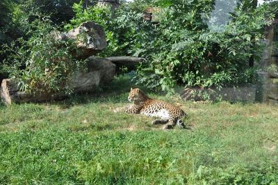 Panthère du Sri Lanka