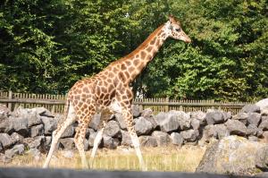 Girafe