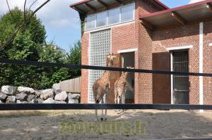 Girafe