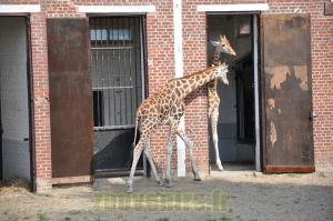 Girafe