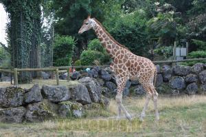 Girafe
