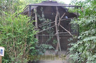 Perroquet gris du Gabon